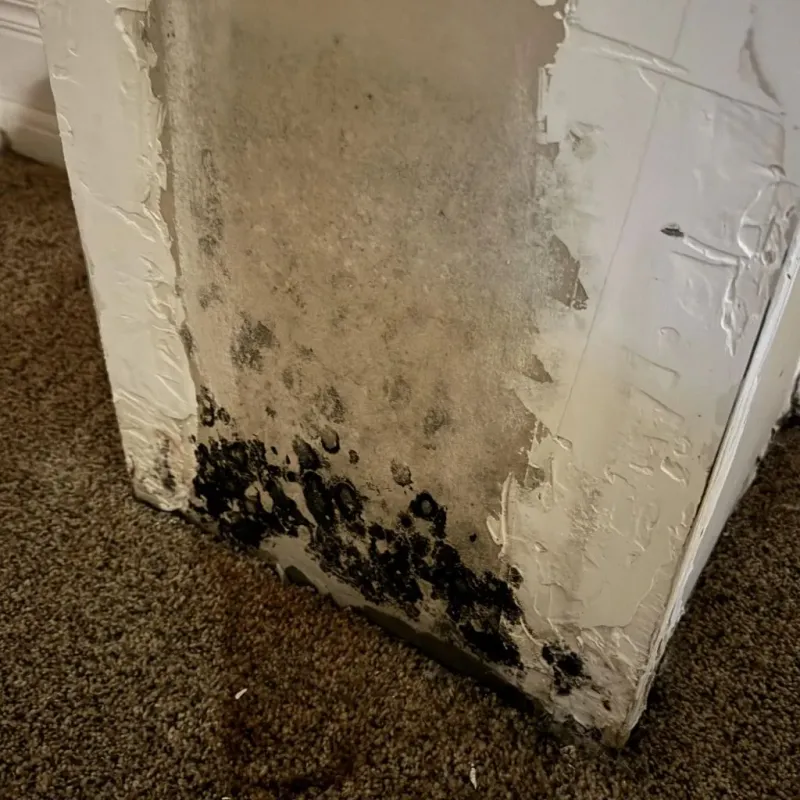 Professional Mold Removal in Belcourt, ND